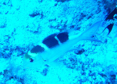 Monotaxis grandoculis