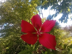 Hibiscus coccineus
