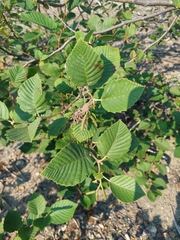 Alnus incana rugosa
