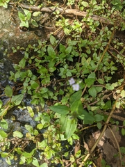 Veronica anagallis-aquatica