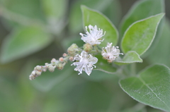 Croton ciliatoglandulifer