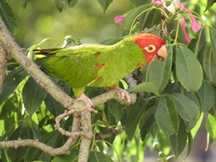 Psittacara erythrogenys