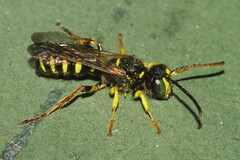 Cerceris ruficornis
