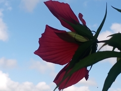 Hibiscus coccineus