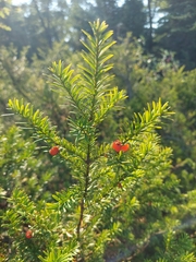 Taxus canadensis