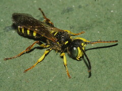 Cerceris ruficornis