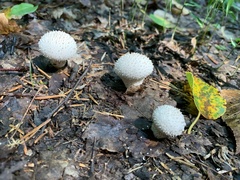 Lycoperdon