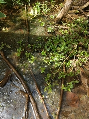 Veronica anagallis-aquatica