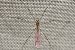 Gonomyia