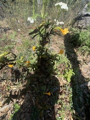 Diplacus aurantiacus