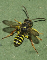 Cerceris ruficornis