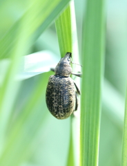 Liophloeus tessulatus