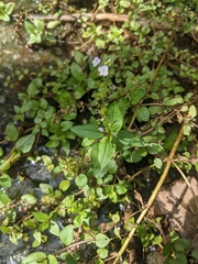 Veronica anagallis-aquatica