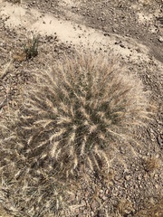Elymus elymoides