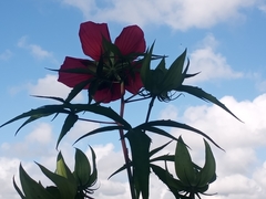 Hibiscus coccineus
