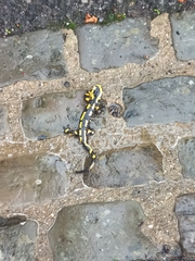 Salamandra salamandra