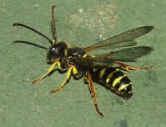 Cerceris ruficornis