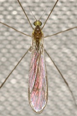 Gonomyia