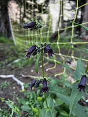 Penstemon whippleanus