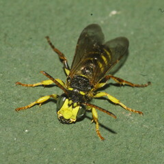 Cerceris ruficornis