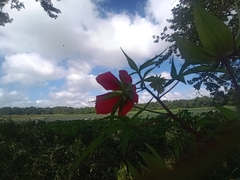 Hibiscus coccineus