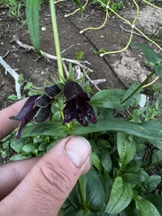 Penstemon whippleanus