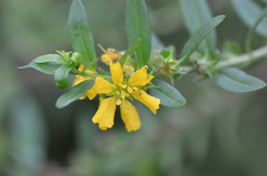 Heimia salicifolia