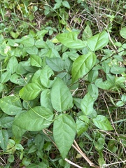 Vigna luteola