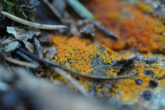 Hydropisphaera peziza