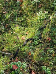 Vipera berus