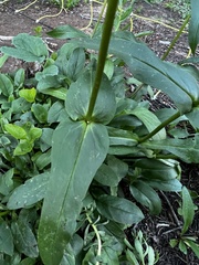 Penstemon whippleanus