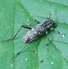 Xylotrechus rusticus