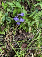 Lobelia nuttallii
