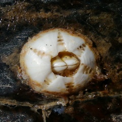 Chelonibia testudinaria