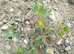 Medicago falcata