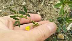 Medicago falcata