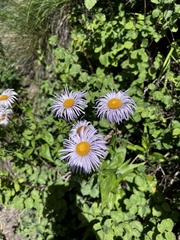 Erigeron speciosus