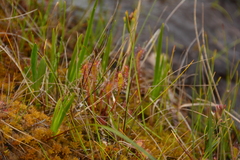 Drosera anglica