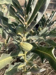 Asclepias eriocarpa