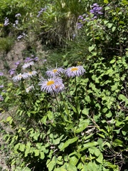 Erigeron speciosus