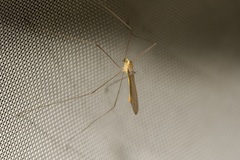 Gonomyia