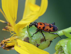 Rhodobaenus quinquepunctatus