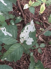 Cameraria guttifinitella