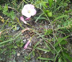 Convolvulus chinensis