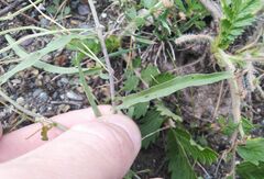 Convolvulus chinensis