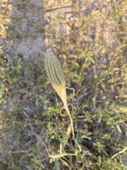 Chloris virgata