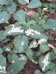 Cameraria guttifinitella
