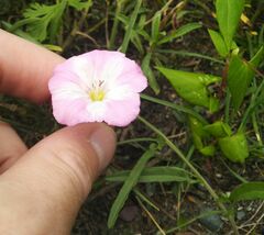 Convolvulus chinensis