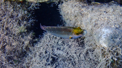 Symphodus mediterraneus