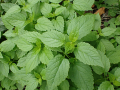 Scutellaria lateriflora